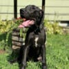 Beautiful Black Great Dane girl