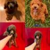 Red Toy Poodle Puppies