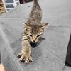 Kittens, good present for your kids 