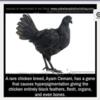 Rare ayam cemani chicks $50 each available in a couple of months 