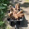 Goldendoodle Puppies - Minnesota