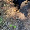 2 Dobermans available (Faison nc)