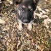 German Shepherd Female pup #1