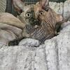 Tortie female sphynx kitten