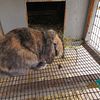 A Child Friendly Mini Lop Bunny