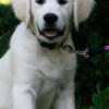 AKC English Golden Retriever Puppies - Ready October!