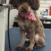 Rocky the Toy Poodle Stud
