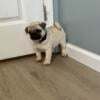 AKC Beautiful puppy pug