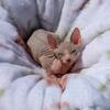 Sphynx kittens