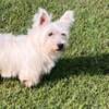 AKC West Highland Terrier Female 3 year old