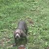Free abkc reg female bully