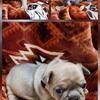 Puppies 