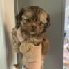 GONE-      Beautiful shihtzu male