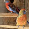 Adelaide Rosella - Crimson Rosella