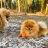 AKC Pomeranian Stud Service