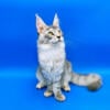 Silver Main Coon female Shaded line