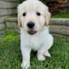 6 week old puppies in Ladera Ranch CA for sale