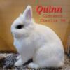 Proven Netherland Dwarf Cinnamon Charlie VM Quinn