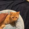10 mo tabby rehoming