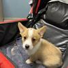Female Pembroke Welsh Corgi Puppy – 8 Weeks Old, Champion Bloodline