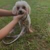 Father and son pure bred maltese