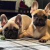 French Bulldog Puppies