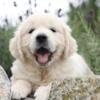 AKC English Golden Retriever Females Available for Adoption - Champ Bloodlines - Vet Checked