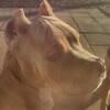 ABKC Registered pup