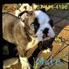Boston terrier male