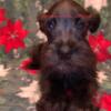 Miniature Schnauzers, Pick up today!