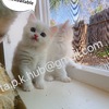 Snow White Dollface Persian/Angora kitten