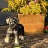 Beautiful Mini-Schnauzer pup