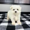 AKC MALTESE PUPPIES