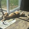 Beagle mix in need of good home - 9 almost 10 month old male 