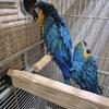 Pair of Blue and gold macaws