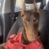 Doberman European female dog