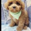 Bichpoo Puppies For Sale New York / New Jersey