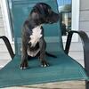 4 Month Old Puppy