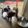 Puppies for sale