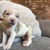 ABKC American Bully Puppies