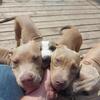 PRICE REDUCED 4 Females left!!! Need homes ASAP