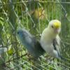 Parrotlets to a good home. Pair for sale 2 year old