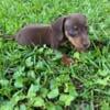 Miniature dachshund puppy