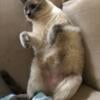 Male Siamese Cat  for rehoming