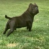 Exotic micro bully ready for sale  $2000
