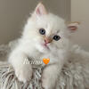 Purebred Flame Point Himalayan Kittens
