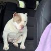 2 year old female