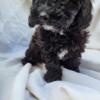 Mini poodle ready for a forever home!