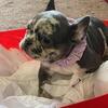 Frenchies for sale 1800