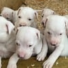 Dogo Argentino